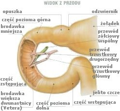 <p>Dwunastnica to początkowy odcinek jelita cienkiego w kształcie podkowy otaczający głowę trzustki. <span>dzieląi się na część górną, zstępującą, poziomą i wstępującą. W jej błonie śluzowej znajdują się charakterystyczne gruczoły Brunnera, które produkują zasadowy śluz neutralizujący kwaśną treść trafiającą tu z żołądka. Kluczowym punktem anatomicznym jest brodawka większa dwunastnicy (Vatera) w części zstępującej, będąca wspólnym ujściem dla przewodu trzustkowego i przewodu żółciowego wspólnego.</span></p><p></p>
