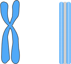 <p>one on left is</p><p>one in right is </p><ol><li><p><span>In reality, replicated chromosomes only look like ….. for an extremely short time. The …… shape occurs when <strong>cell division</strong> is occurring, and only just before ….. chromatids are <strong>pulled apart</strong> and sent to different ….. cells. </span></p></li><li><p><span><u>Before that</u>, …. chromatids are <strong>joined </strong>all along their lengths by a specialized group of proteins.</span></p></li></ol><p><br></p>