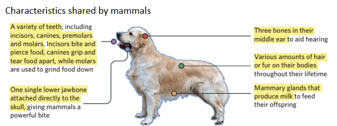 <p><span style="background-color: inherit; line-height: 20.7px; color: windowtext;">Warm-blooded vertebrates belonging to the taxonomic class Mammalia</span><span style="line-height: 20.7px; color: windowtext;"> </span></p><ul><li><p class="Paragraph SCXO255538558 BCX0" style="text-align: left;"><span style="background-color: inherit; line-height: 20.7px; color: windowtext;">Examples of mammals include humans, cats and dogs, farm animals like sheep, pigs, and horses, and whales and bears</span><span style="line-height: 20.7px; color: windowtext;"> </span></p></li></ul><p></p>