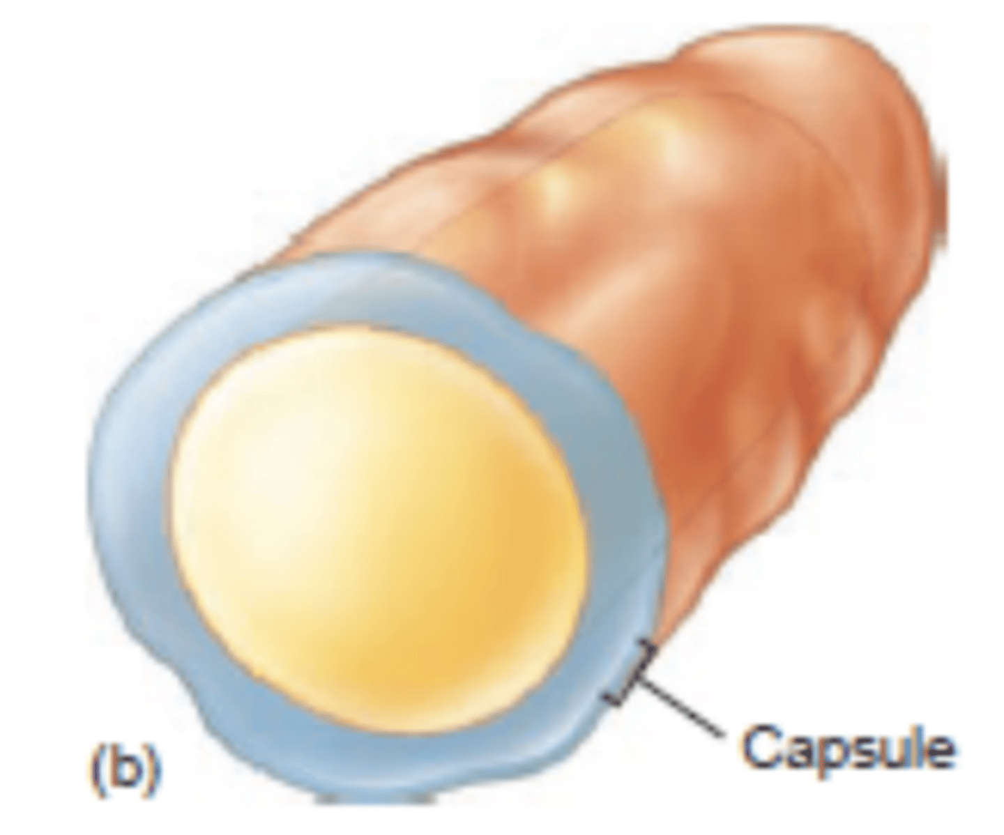 <p>A well-organized glycocalyx firmly attached to the cell wall.</p>
