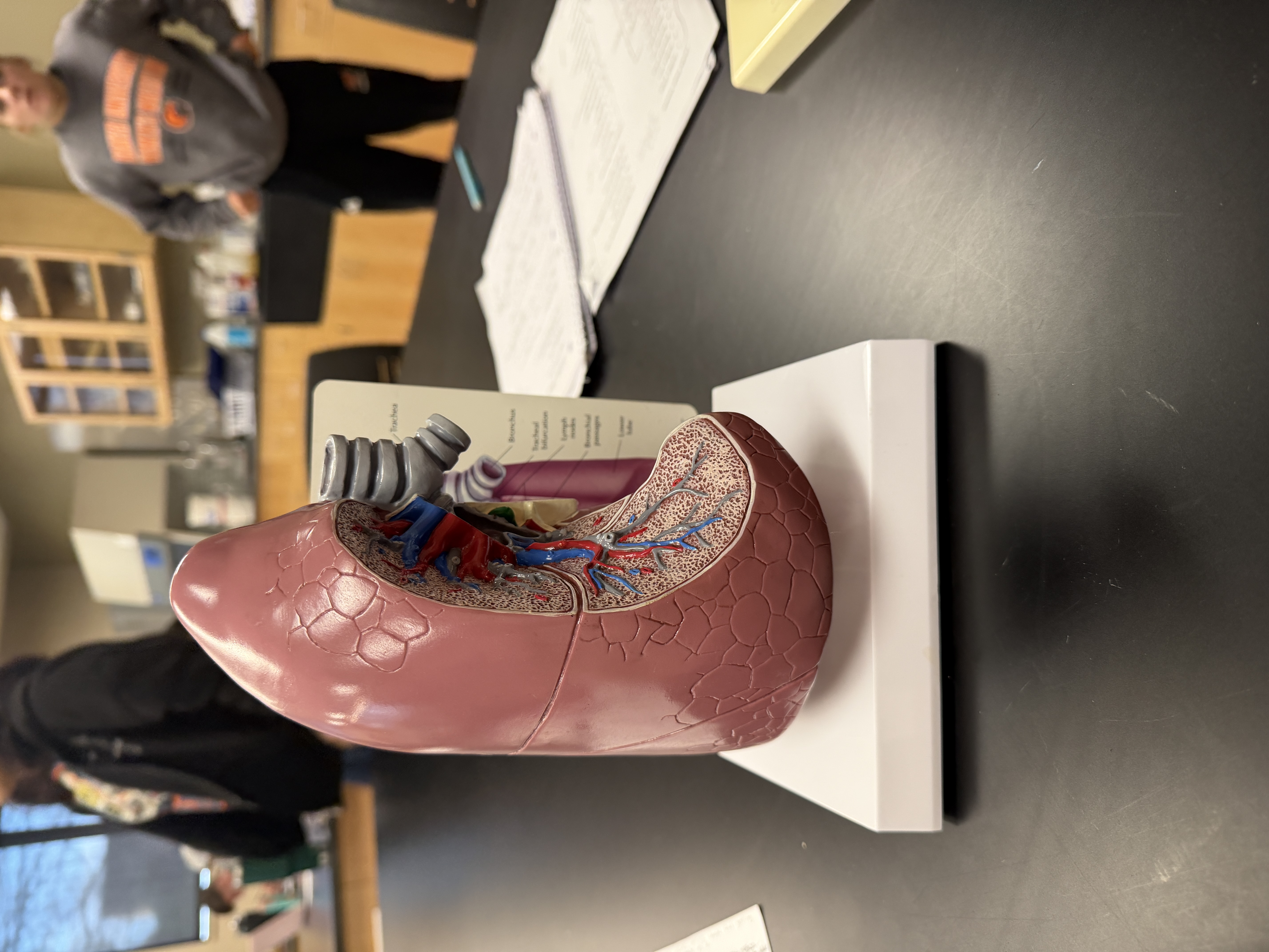 <p>name this organ</p>