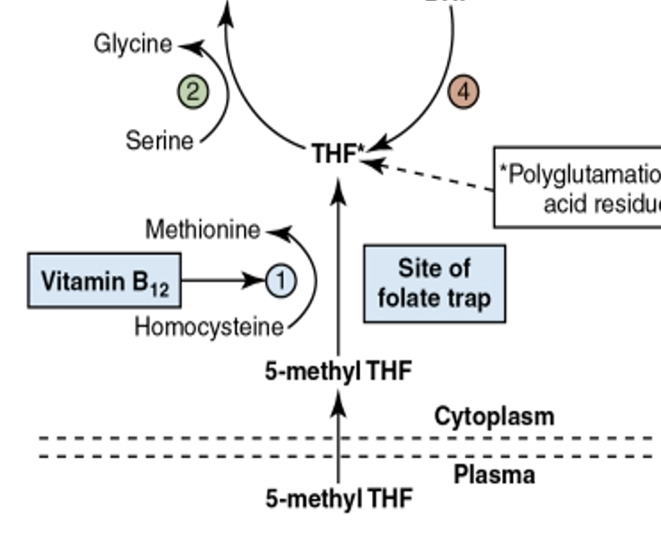 <p>If vitamin B12 is absent, what accumulates and turns into the folate trap?</p>