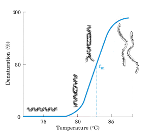 <p><strong>DNA melting</strong> is the separation of the two DNA strands when <strong>hydrogen bonds between base pairs are disrupted</strong>.</p><p>It can occur by:</p><ul><li><p><strong>Heating</strong></p></li><li><p>Adding <strong>acid or alkali</strong></p></li><li><p>Action of <strong>helicase enzymes</strong> inside cells</p></li></ul><p>Key terms:</p><ul><li><p><strong>Tm:</strong> temperature at which half of the DNA double helix is separated.</p></li><li><p><strong>Annealing:</strong> renaturation process where complementary strands rejoin when temperature decreases.</p></li><li><p><strong>Helicases:</strong> proteins that use <strong>ATP</strong> to separate DNA strands in cells.</p></li></ul><p></p>