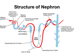 <p>tiny tube that is the functional unit of the kidney</p><p>responsible for the formation of urine</p>