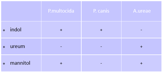 <ul><li><p>Gramnegatieve staven (korte dikke staafjes), glucose fermenterend, oxidasepositief en facultatief aeroob</p></li><li><p>Onbeweeglijk</p></li><li><p>Ureasepositief (onderscheid met Pasteurella multocida)</p></li><li><p>Indoolnegatief (onderscheid met Pasteurella multocida)</p></li><li><p>Mannitolpositief (onderscheid met Pasteurella canis)</p></li></ul><p></p>