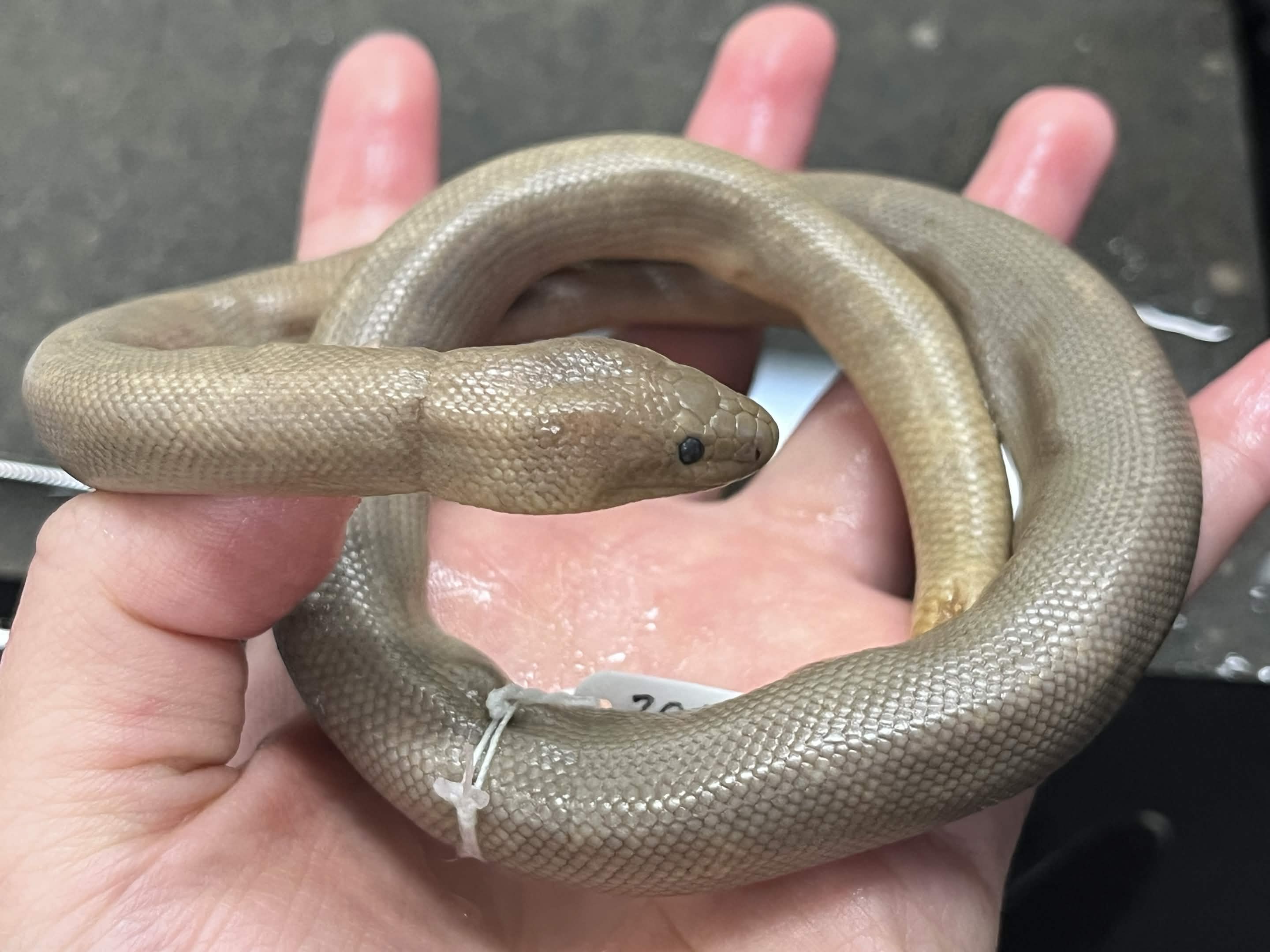 <p>Infraorder + Family + Scientific name?<br>- Little to no patterning<br>- vestigial leg spurs<br></p>