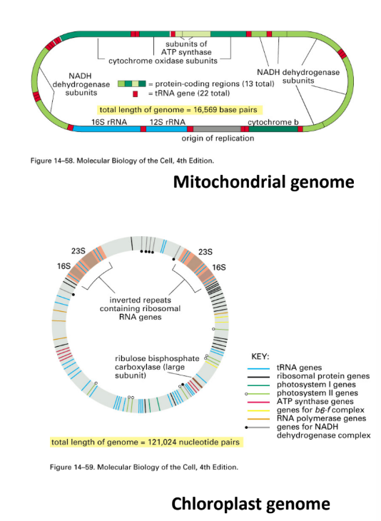 <p>Have their own genomes (circular)</p><ul><li><p>>90% of mitochondria proteins encoded by nuclear DNA</p></li><li><p>Mitochondria = <u>mixture of proteins encoded by nuclear + mitochondrial genes</u> </p><ul><li><p>Some enzymes = mixtures of nuclear + mitochondrial subunits </p></li><li><p><u>Δ tissue → Δ mitochondria</u> </p></li><li><p>Mitochondrial genomes of <u>different species = overlapping genes </u></p><ul><li><p>Absent in mtDNA → nuclear DNA</p></li></ul></li></ul></li><li><p>Certain amount of genes → functioning mitochondria </p><ul><li><p><u>Nuclear/mitochondrial genes depend on species</u></p></li></ul></li><li><p>Chloroplast = <u>mixture of proteins encoded by nuclear + chloroplast genes </u></p></li></ul><p></p>