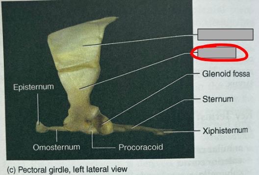 <p>What part of the organism is this?</p>
