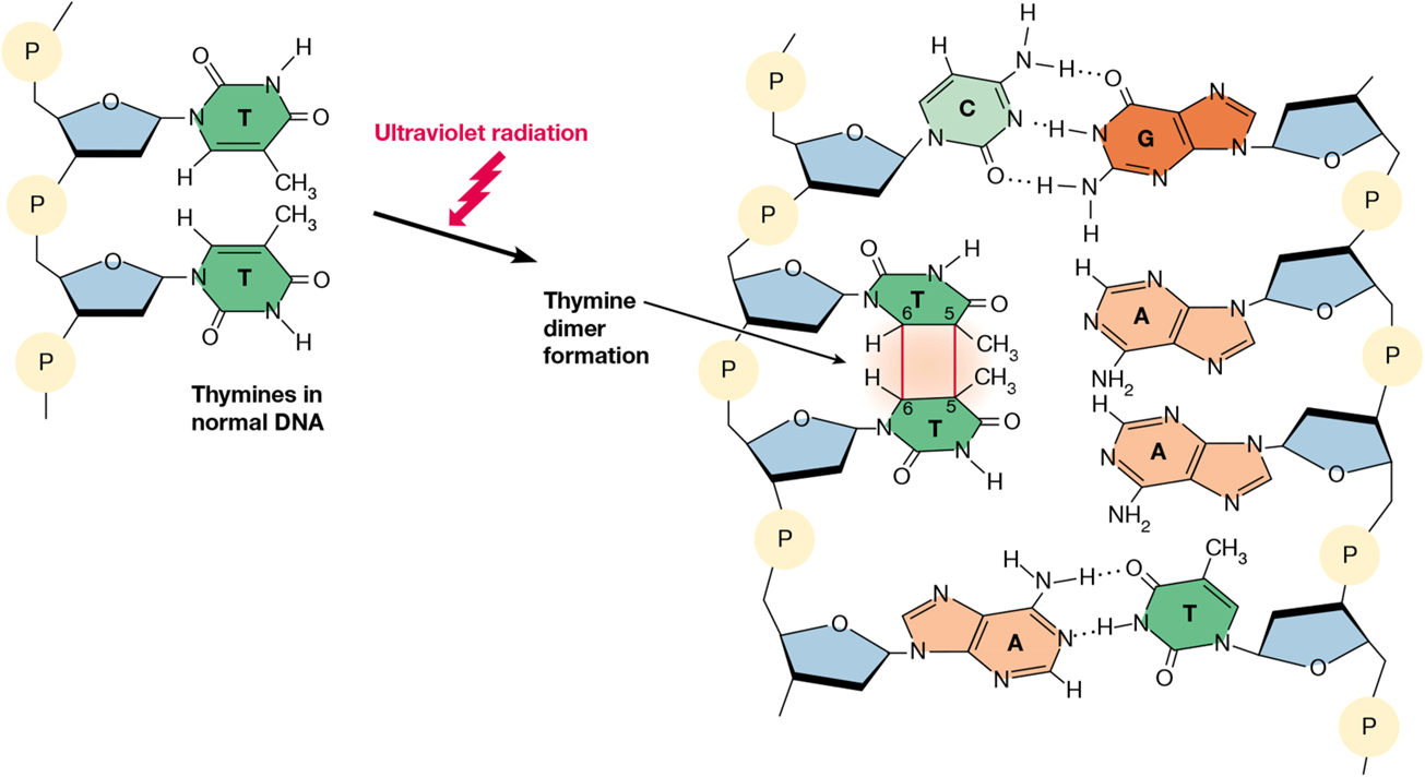 <p>triggered by UV radiation</p><p>covalent bond forms between adjacent pyrimidines</p>