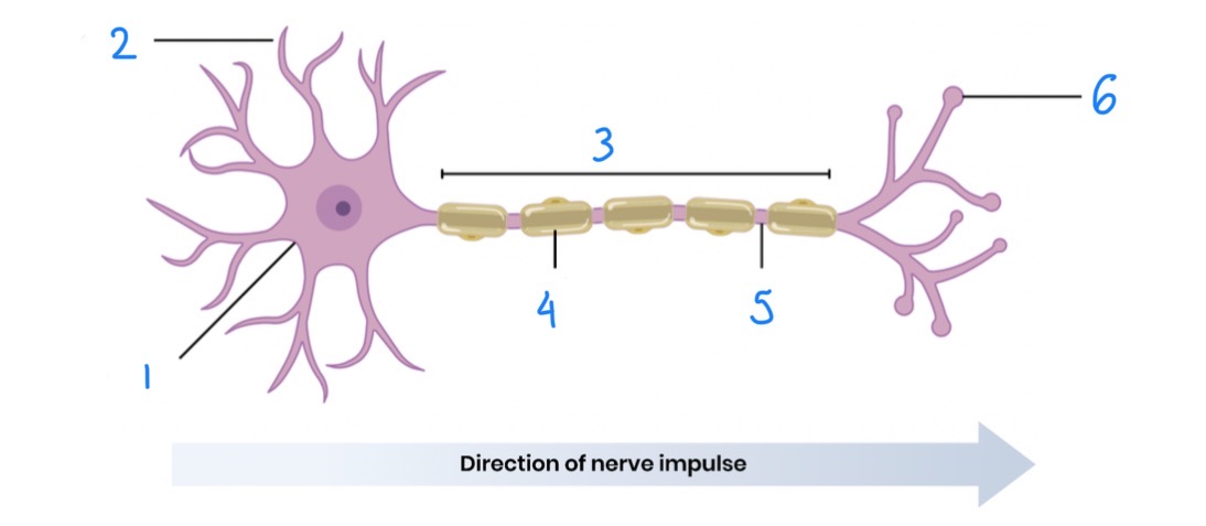 <p>Name and describe the structures of a motor neurone </p>
