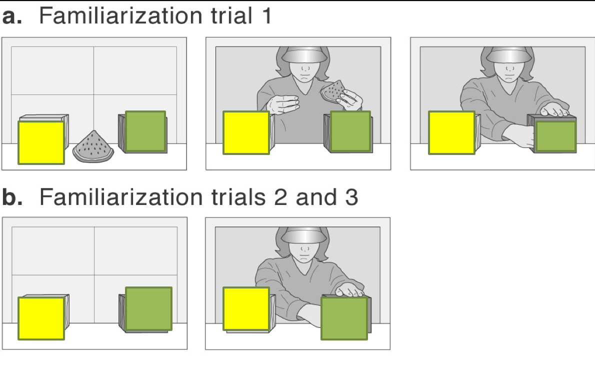 <p><strong>Familiarization</strong>: a toy watermelon slice rested between two boxes, one yellow and one green; the boxes’ openings faced each other and were covered with fringe. An actor opened doors in the back of the apparatus, played with the toy and then hid it inside the green box. After this pretrial, the actor paused, with her hand inside the box, until the trial ended (a curtain was lowered in front of the apparatus between trials). During the second and third familiarization trials, the actor opened the doors, reached inside the green box (as though to grasp the toy she had previously hidden there), and then paused until the trial ended.</p><ul><li><p>children became familiar with the belief that the actor played with the toy and put it in the green box.</p></li></ul><p>then 4 conditions: 2 true-belief and 2 false-belief</p>