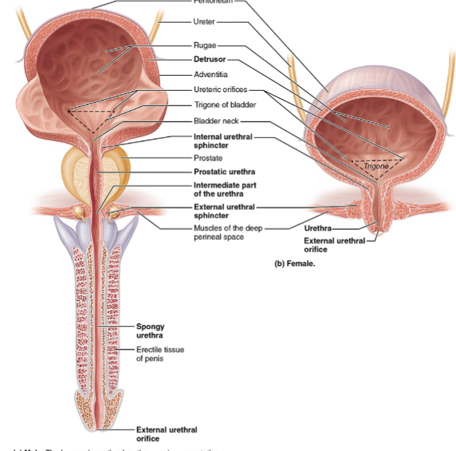 <p>Female:</p><ul><li><p>Length=3-4 cm</p></li><li><p>Has <strong>single </strong>region</p></li><li><p>Function=urine only</p></li><li><p>Pathway: Anterior to vagina, direct to exterior</p></li><li><p>Has HIGHER UTI risks</p><ul><li><p>due to short length and proximity to anus </p></li></ul></li></ul><p>Male:</p><ul><li><p>Length=~20 cm</p></li><li><p>3 regions: Has prostatic→ intermediate→ spongy regions</p></li><li><p>Pathway: through prostate→ perineum→ penis </p></li><li><p>Function= urine AND semen function(shared pathway)</p></li><li><p>Has lower UTI risk due to its longer length</p></li></ul><p></p>