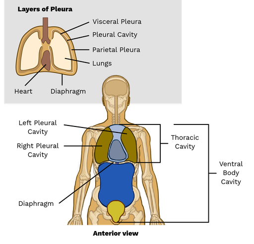 <p>chest space that houses the lungs and heart </p>