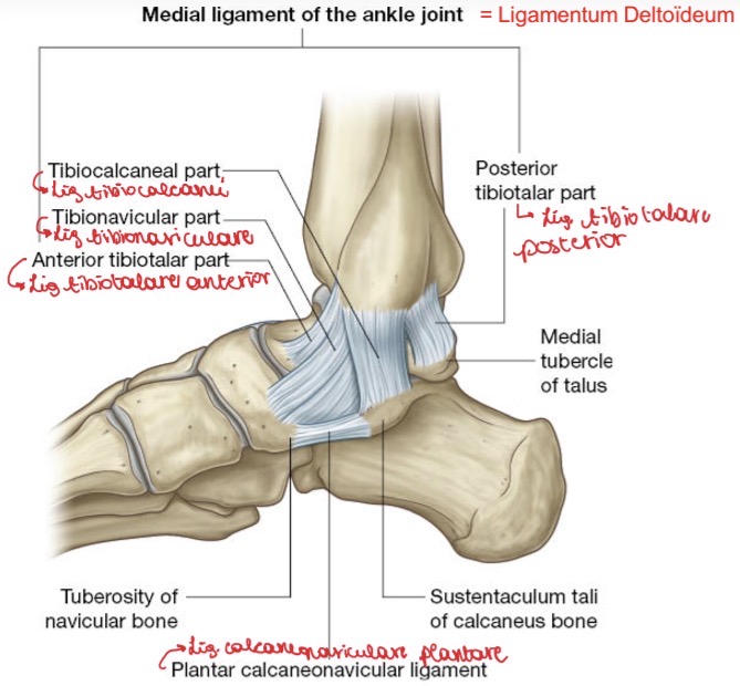<ul><li><p><span><span>LIG TIBIOTALARE ANTERIOR</span></span></p></li></ul><p><span><span>Van tibia naar talus.</span></span></p><ul><li><p><span><span>LIG TIBIONAVICULARE:</span></span></p><p><span><span>Van tibia naar os naviculare.</span></span></p></li><li><p><span><span>LIG TIBIOCALCANEI:</span></span></p><p><span><span>Van tibia naar calcaneus</span></span></p></li><li><p><span><span>LIG TIBIOTALARE POSTERIOR</span></span></p></li><li><p><span><strong><em><span>PLANTAIR CALCANEO NAVICULAIR LIG</span></em></strong></span></p></li></ul><p></p>