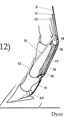 <p>What are the components of the stay apparatus of the digit?</p>