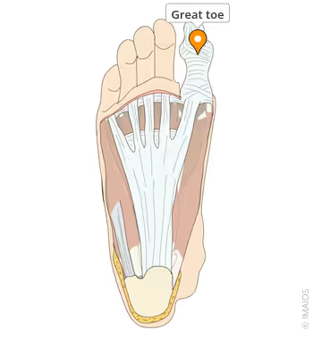<p>big toe </p>