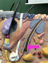 <p>Tan layer 3rd from the middle</p>