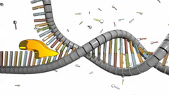 <p>Enzyme responsible for unwinding DNA, generating two ssDNA template strand ahead of DNA polymerase.</p>