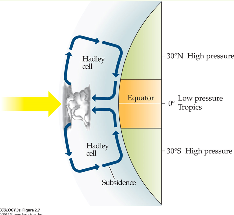 <p>A Hadley Cell is a larger-scale application of a convection cell.</p><p>The air near the equation is heated because of the greater isolation and rises.</p><p>As it rises, it loses its moisture as rain near the equation</p><p>The air moves towards the poles and descends as dry air. This is why there are deserts near 30 degrees North and 30 degrees South.</p>
