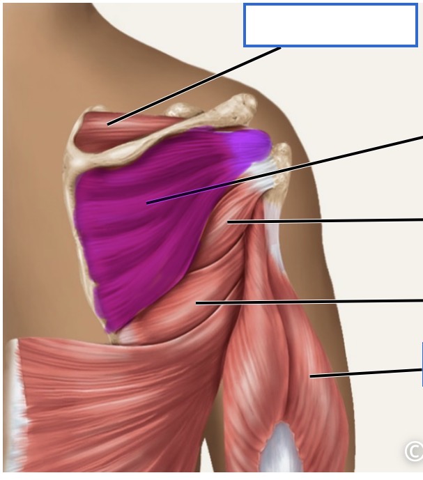 <p>posterior </p>