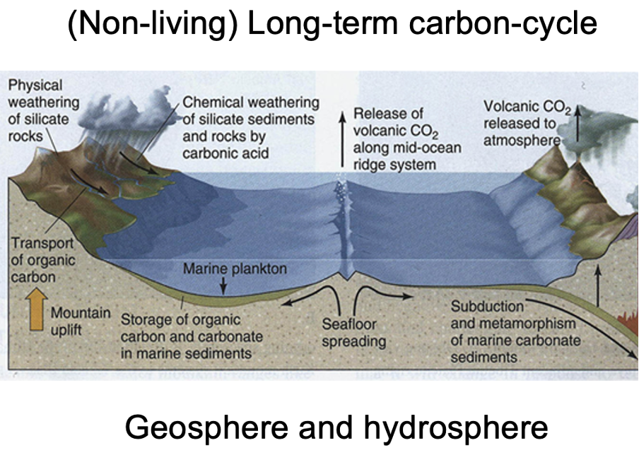 <p>non living carbon cycle </p>