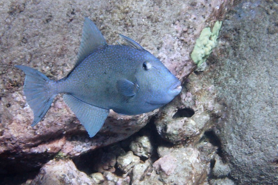 <p></p><ul><li><p><strong>General:</strong> Deep-bodied, laterally compressed, a small mouth, “pursed” lips, sometimes thin triangle 1st dorsal fin, larger triangular trigger-like 2nd dorsal spine with parallel match anal fin</p></li><li><p><strong>Size:</strong> Avg. adult <strong>25–40 cm (10–16 in; 0.8–1.3 ft)</strong>, <strong>0.5–2 kg (1.1–4.4 lb)</strong>;</p><ul><li><p>large adults commonly reach (16–24 in; 1.3–2.0 ft) and (4.4–11 lb).</p></li></ul></li><li><p><strong>Key IDs:</strong></p><ul><li><p><strong>Prominent first dorsal spine ("trigger")</strong> on top of head.</p></li><li><p><strong>Small “pursed” mouth with strong incisor-like teeth</strong>.</p></li><li><p>Deep, diamond-shaped, laterally compressed body.</p></li><li><p>Tough, leathery gray skin with small scales.</p></li><li><p>Small pectoral fins; dorsal and <strong>anal fins set far posterior and mirror each other.</strong></p></li><li><p>Crescent-shaped caudal tail in adults.</p></li></ul></li><li><p><strong>Memory cue:</strong> <strong>Diamond body + large triangular & mirrored posterior fins </strong></p></li></ul><p></p>