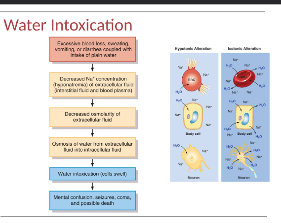 <p>when water is consumed faster than kidneys can excrete, water intoxication can occur- when excess body water causes cells to swell dangerously </p>