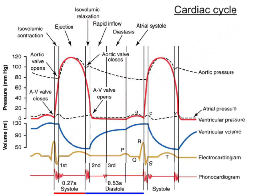 <ol><li><p>atrial depolarisation/ contraction- diastole</p></li><li><p>isovolumetric contraction- systole</p></li><li><p>ejection systole → diastole</p></li><li><p>isovolumetric relaxation diastole</p></li></ol><p></p>