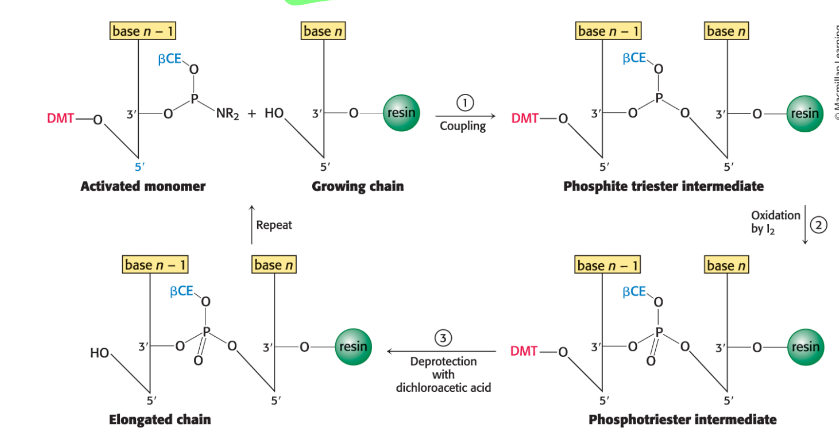<ol><li><p><strong>deprotection/detritylation</strong>: 5’ DMT protecting group removed from previous base to let next base to connect</p></li><li><p><strong>coupling</strong>: a new, activated phosphoramidite nucleotide is added to chain</p></li><li><p><strong>oxidation by I2</strong>: phospite triester linkage is converted into a stable linkage (P gains =O)</p></li><li><p><strong>capping</strong>: unreacted strands are capped with acetylation to prevent truncated sequences in future cycles</p></li></ol><p></p>