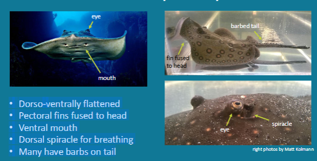 <p>• Dorso-ventrally flattened</p><p>• Pectoral fins fused to head</p><p>• Ventral mouth</p><p>• Dorsal spiracle for breathing</p><p>• Many have barbs on tail</p>