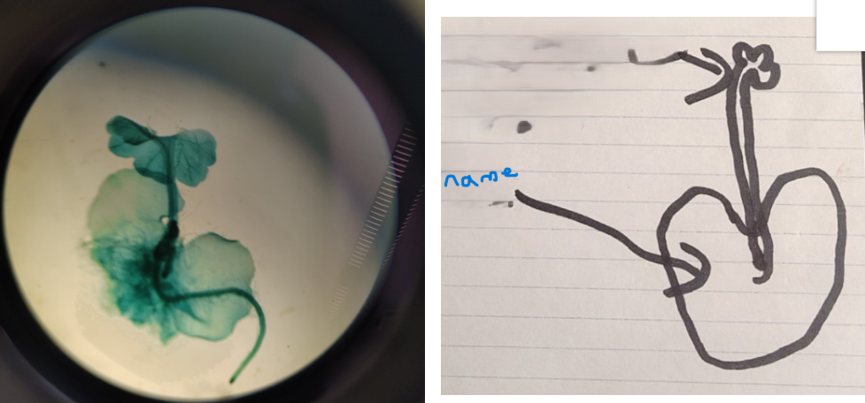 <ol><li><p>Name it</p></li></ol><p></p>