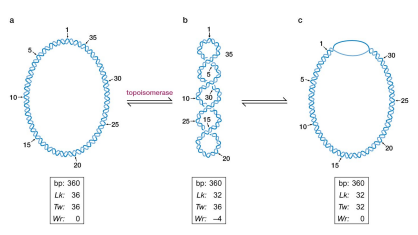 <ul><li><p>strain of local disruption of base pairing in double helix (c ) may be taken up by supercoiling in (b) to restore Tw to 36. </p></li><li><p>Linking number DOES NOT CHANGE </p></li></ul><p></p>