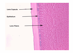 <ol><li><p>lens capsule (outermost elastic layer)</p></li><li><p>epithelium (only on anterior surface)</p></li><li><p>lens fibers: cortex &amp; nucleus (innermost)</p></li></ol><p></p>