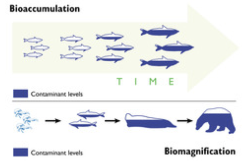 <p>the concentration of toxins in an organism as a result of its ingesting other plants or animals in which the toxins are more widely disbursed.</p>