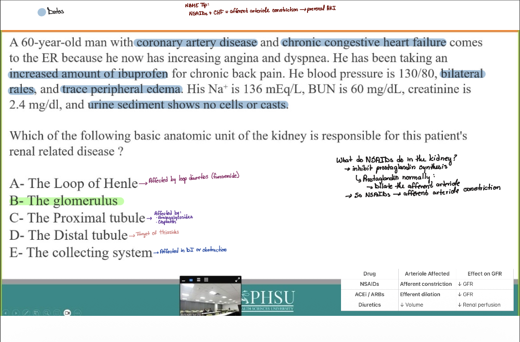 <p>B- The glomerulus</p>