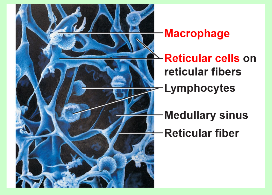<p>to capture antigens and deliver them to lymph nodes</p>