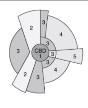 <p>model of urban land use placing cbd in middle w/ wedge-shaped sectors radiating outward along transportation corridors</p>