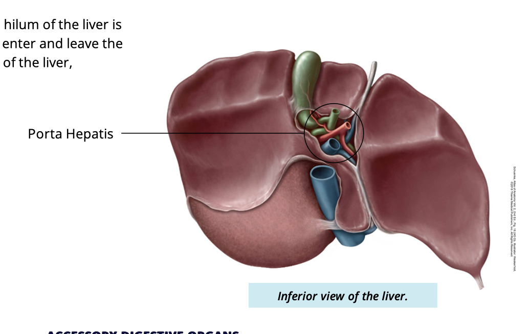 <ul><li><p>inferior side of liver</p></li><li><p>surrounded by four lobes </p></li></ul><p></p>