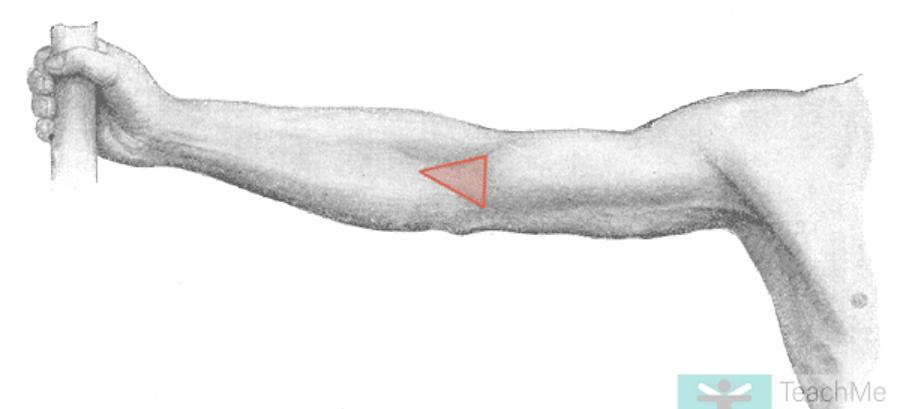 <p>A triangular depression on the anterior aspect of the elbow.</p>