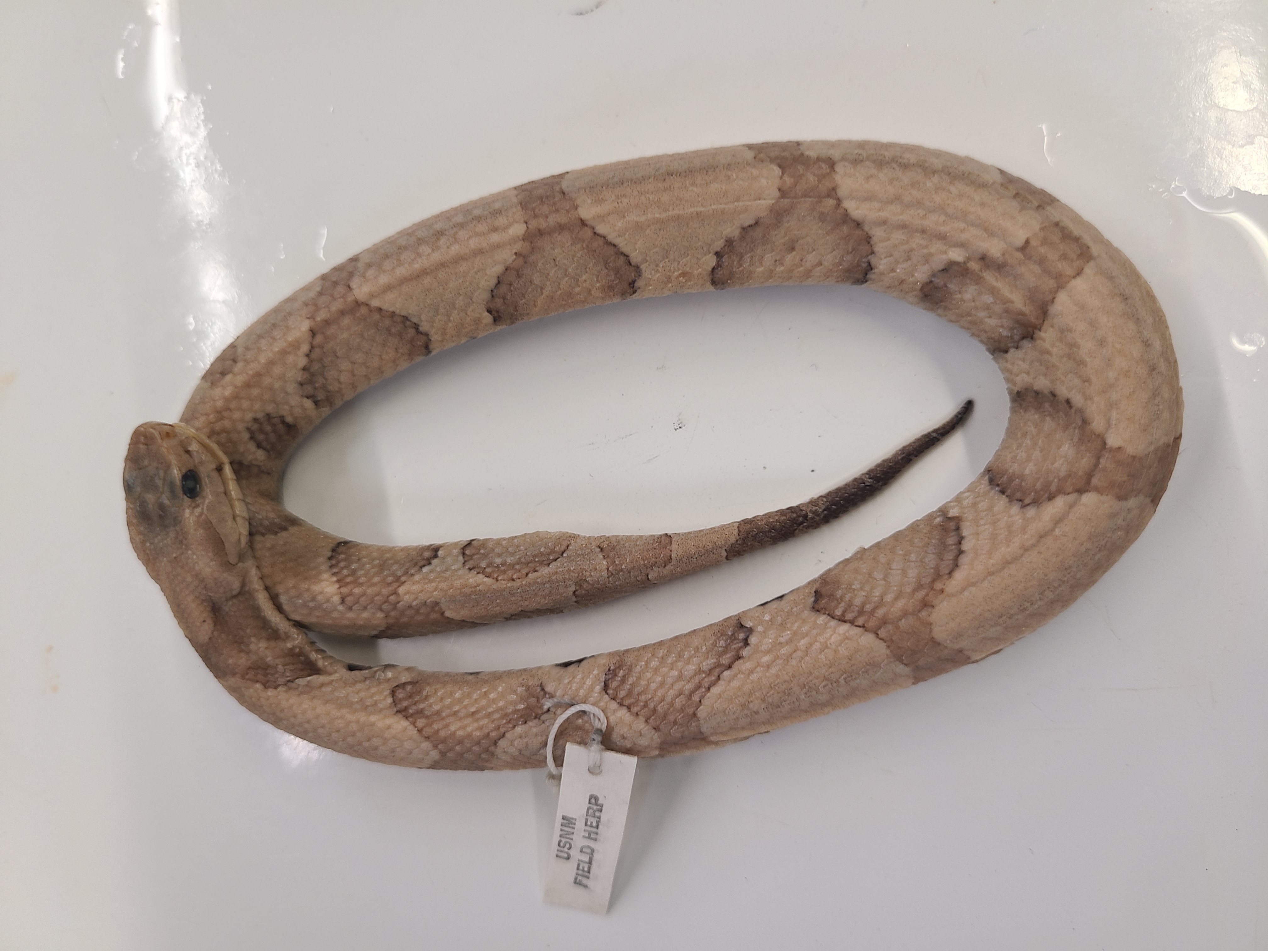 <p>Clade, Family, and Subfamily of Agkistrodon contortrix</p>