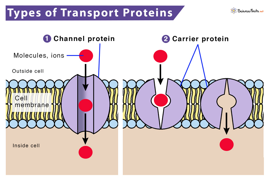 <p>moves molecules across the membrane</p><ul><li><p><u>channel </u>- molecules pass through</p></li><li><p><u>carrier </u>- molecules helped through</p></li></ul><p></p>