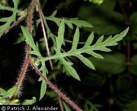 <p>Ambrosia artemisiifolia</p>