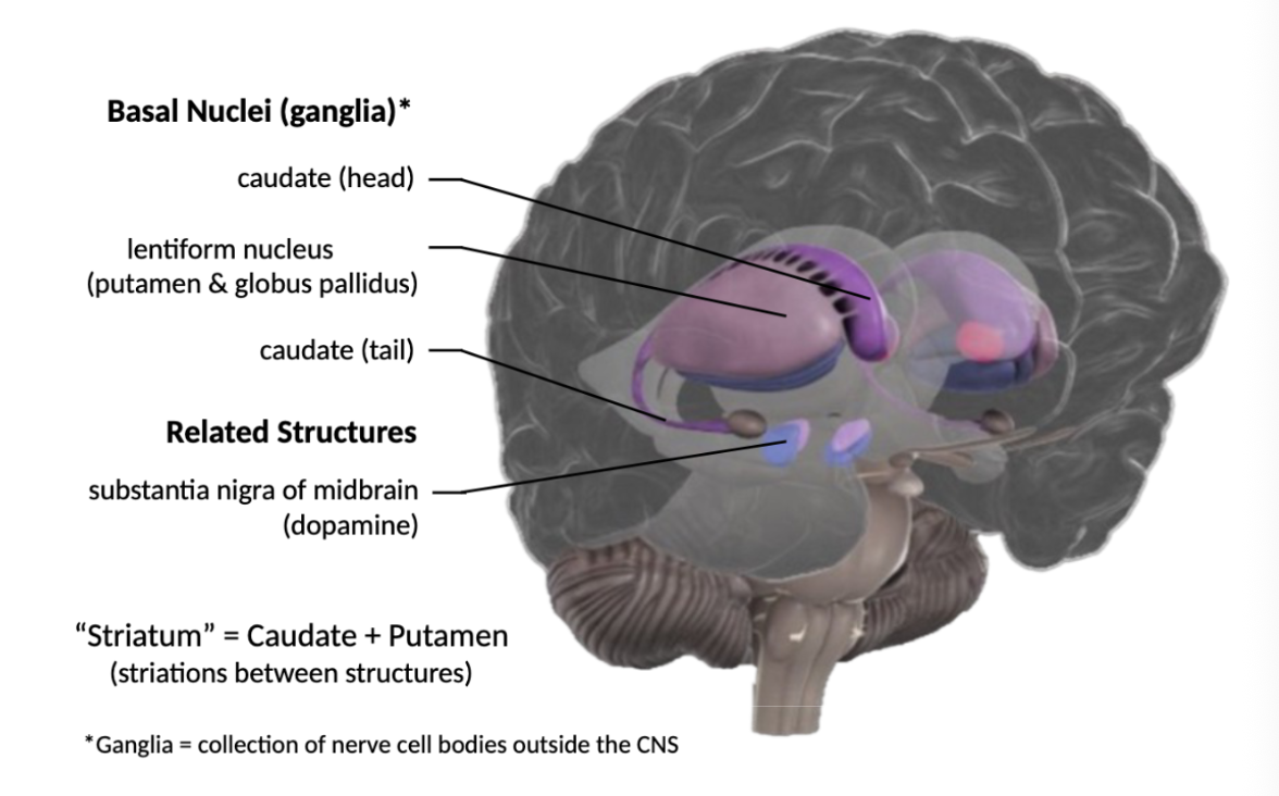 <p>Deep collections of grey matter that:</p><ul><li><p><strong>Initiates/terminates</strong> motor movements and eliminates unnecessary movements.</p></li><li><p>Involved in <strong>procedural memory</strong> (learned <strong><em>subconscious</em></strong> habits/skills)</p></li><li><p>Involved in attention, memory, planning, initiation/termination of cognitive processes, regulation of some emotional behaviours.</p></li></ul><p></p>