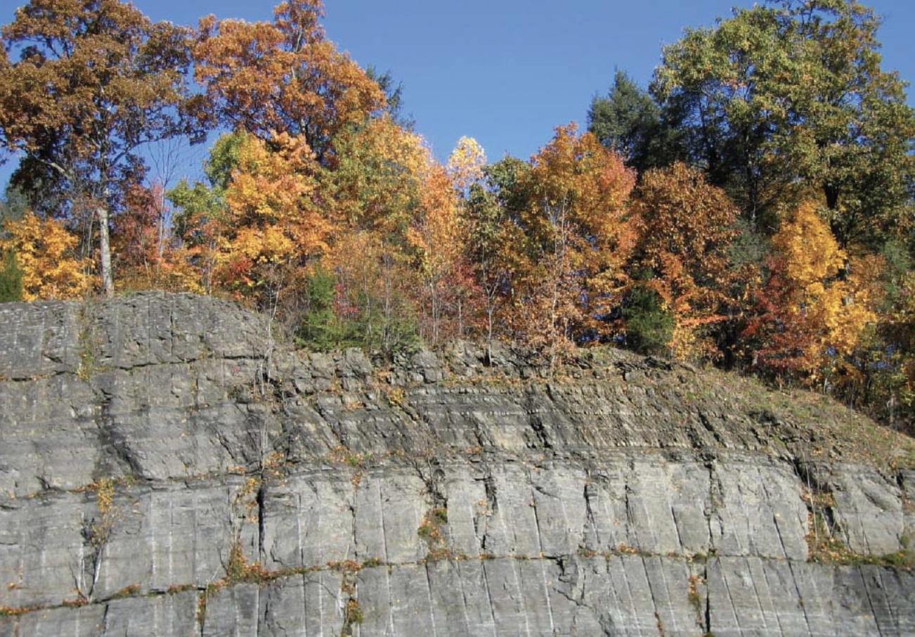 <p>rock formed predominantly from material of shells where after an organism dies their shells which contain calcium carbonate (CaCO<sub>3</sub>) crystallizes either as calcite or aragonite → type of carbonate rock</p><ul><li><p>variety of textures, because the material that forms it accumulates in a variety of ways</p></li><li><p>several processes change the texture of the rock over time, after it has been buried deeply</p></li></ul><p></p>