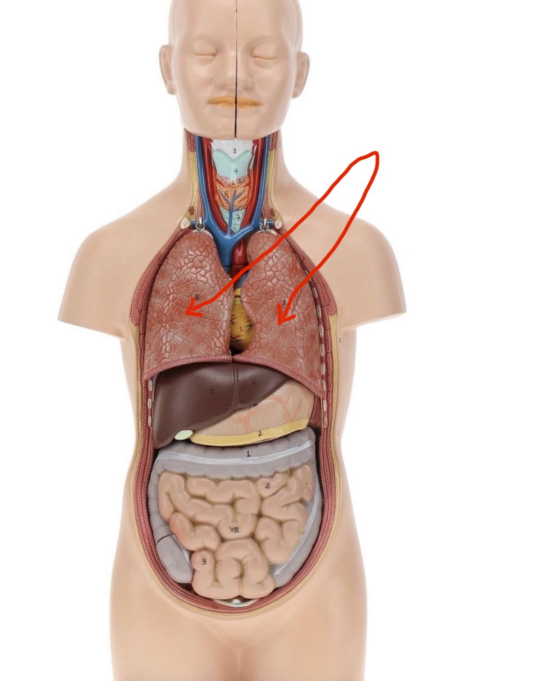 knowt flashcard image