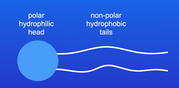 <p>The head group is polar hydrophilic part of molecule, tails represent two fatty acid molecules (they are non polar and hydrophobic)</p>