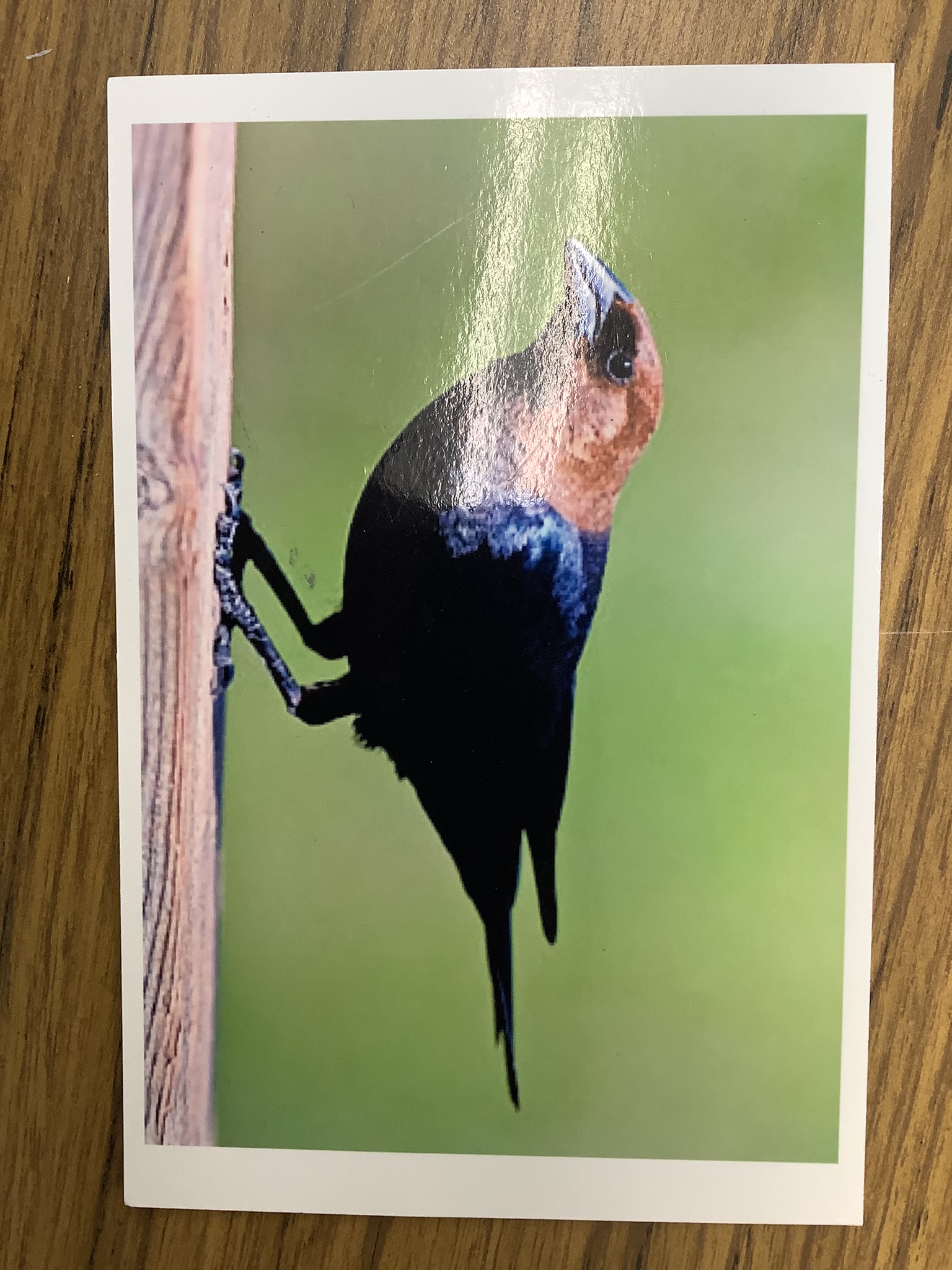 <p>Class Reptillia</p><p>Order Passeriformes</p><p>Brown-headed cowbird </p><p></p>