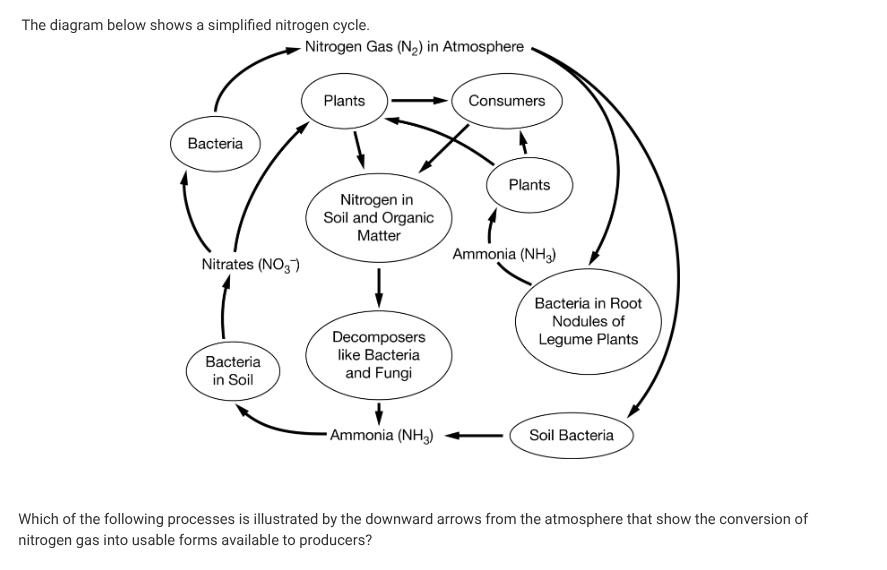 <p>Weathering,photosynthesis, Nitrogen fixation, or assimilation-?</p>