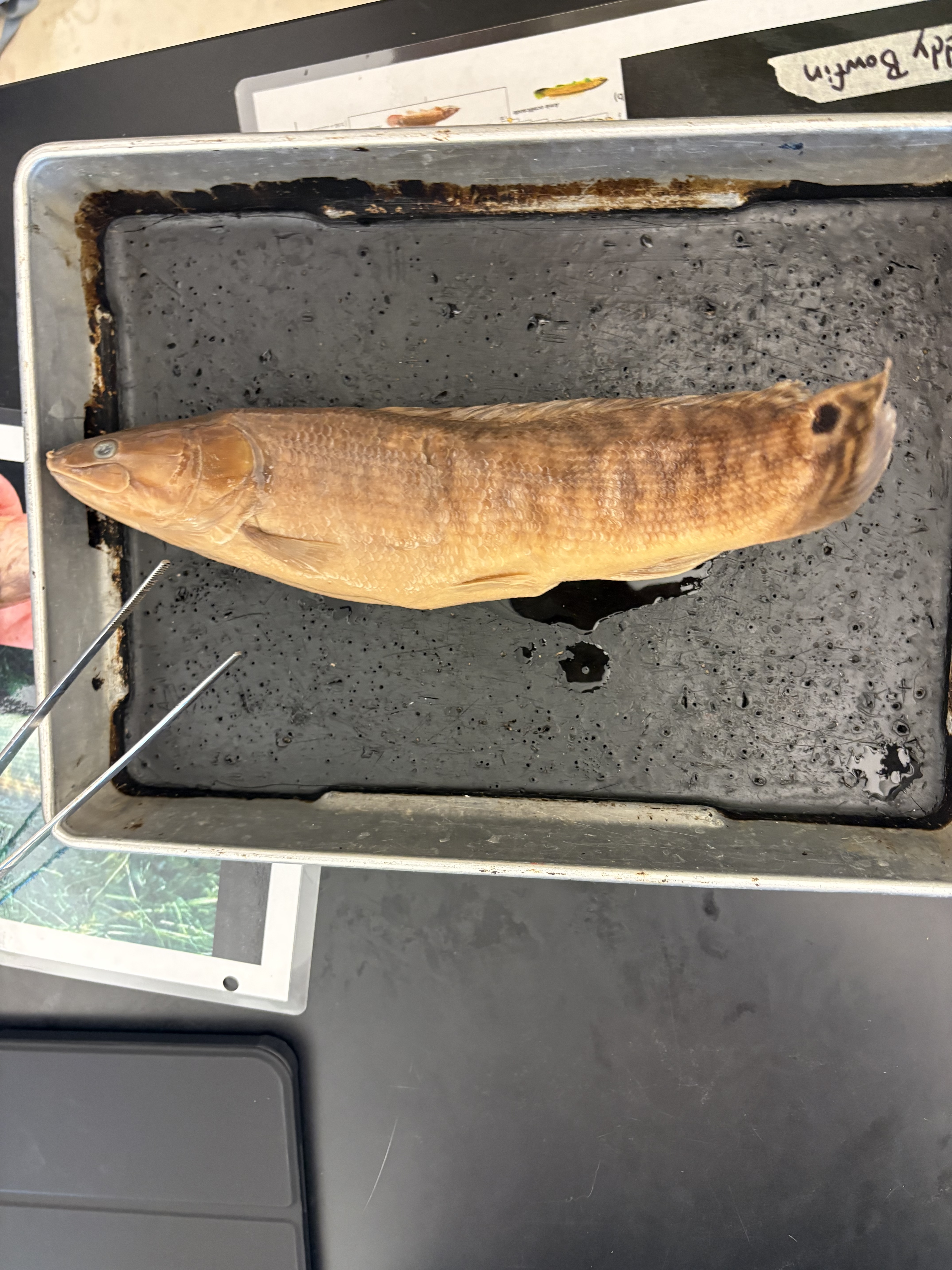 <p>What are the Superclass, Class, Subclass, Order, Family, Name, and Scientific Name for this species?</p>