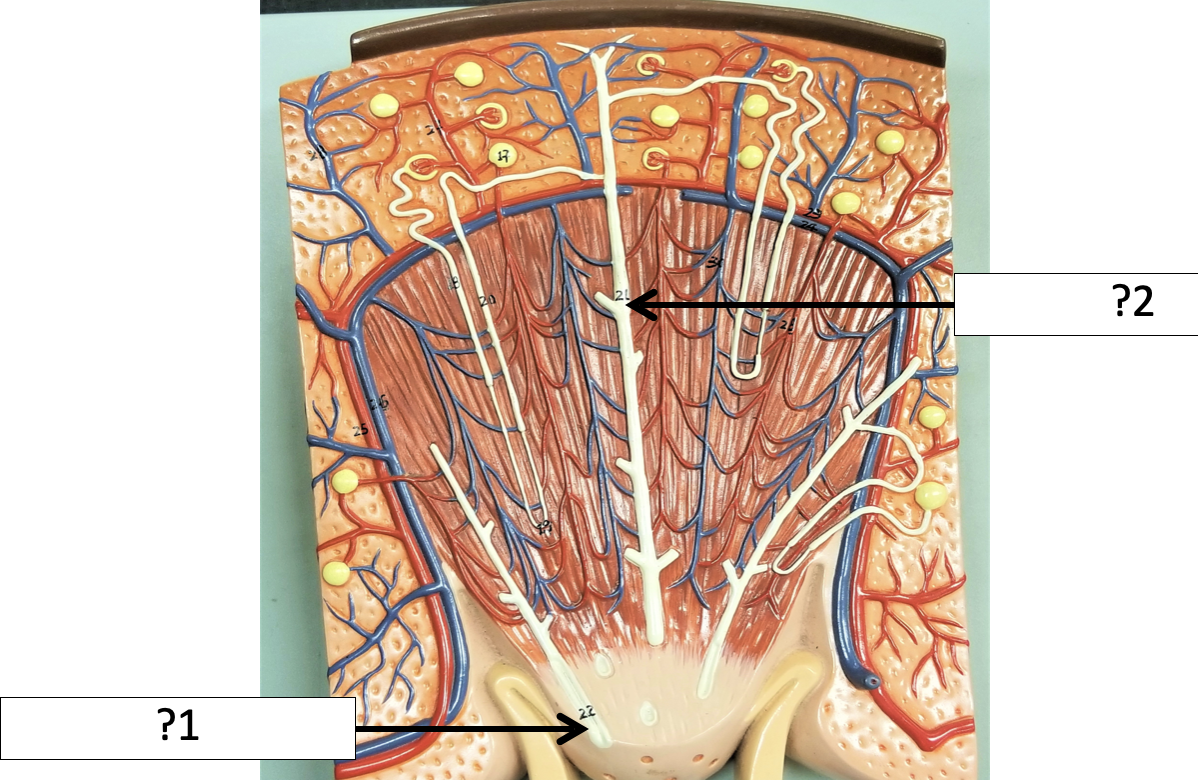<p>2 Name the duct?</p>